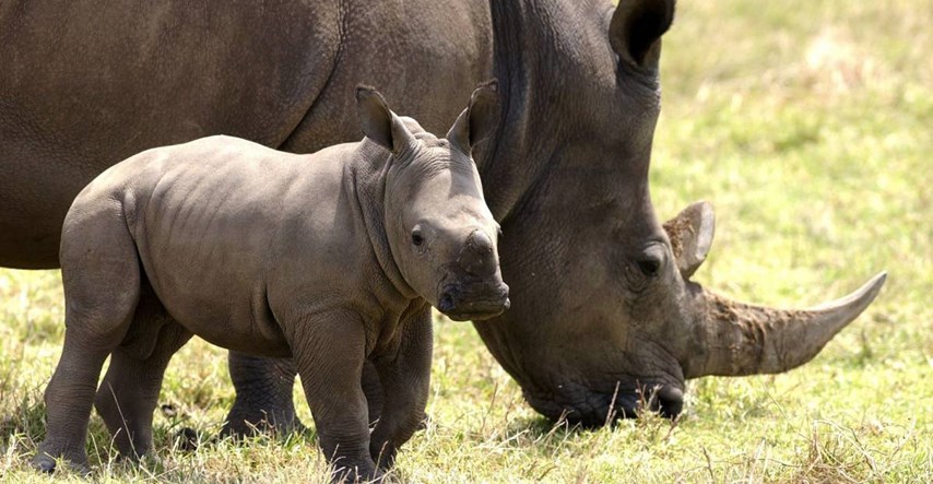 U belgijskom zoološkom vrtu rodio se bijeli nosorog